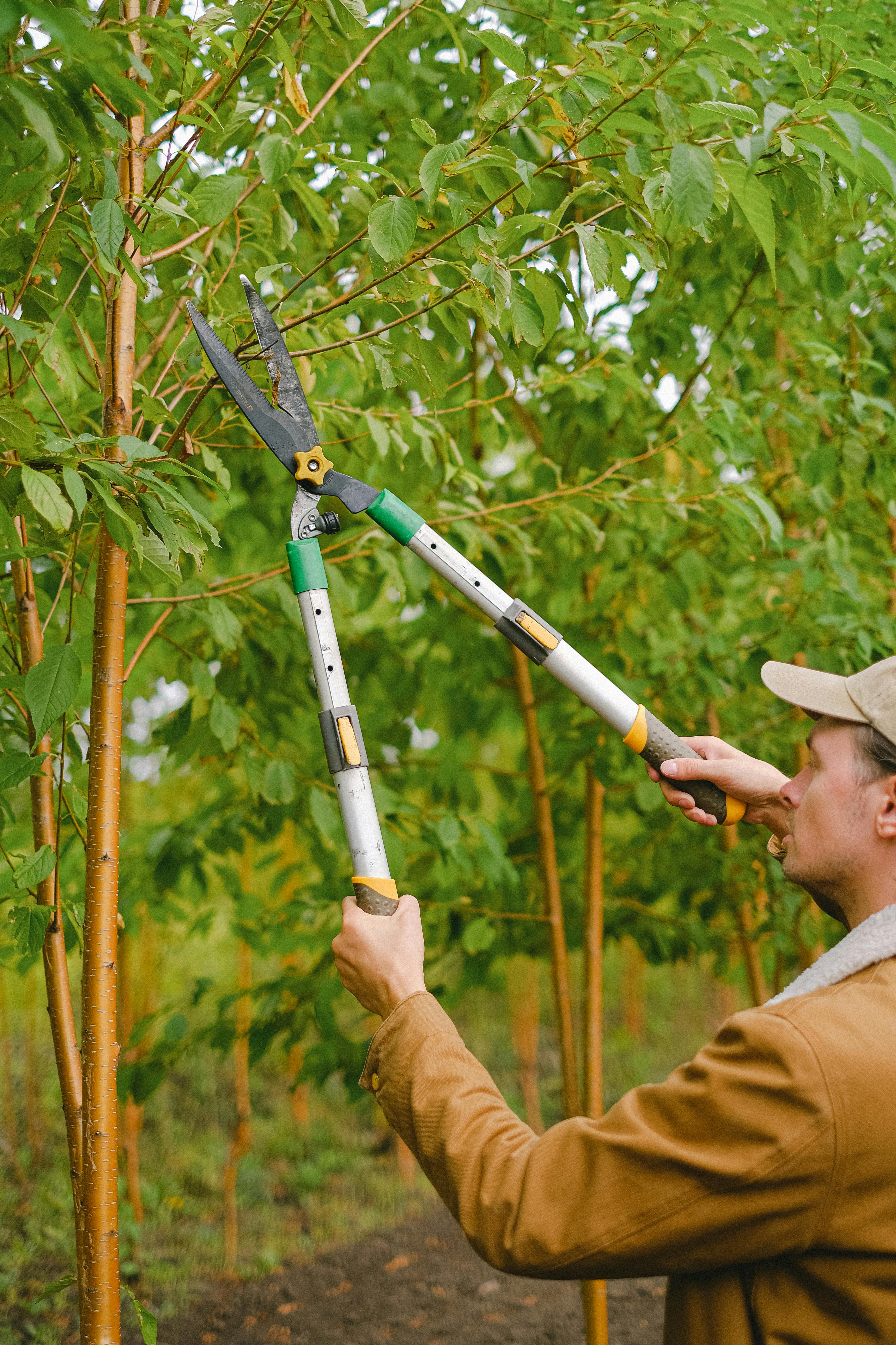 Tree Trimming